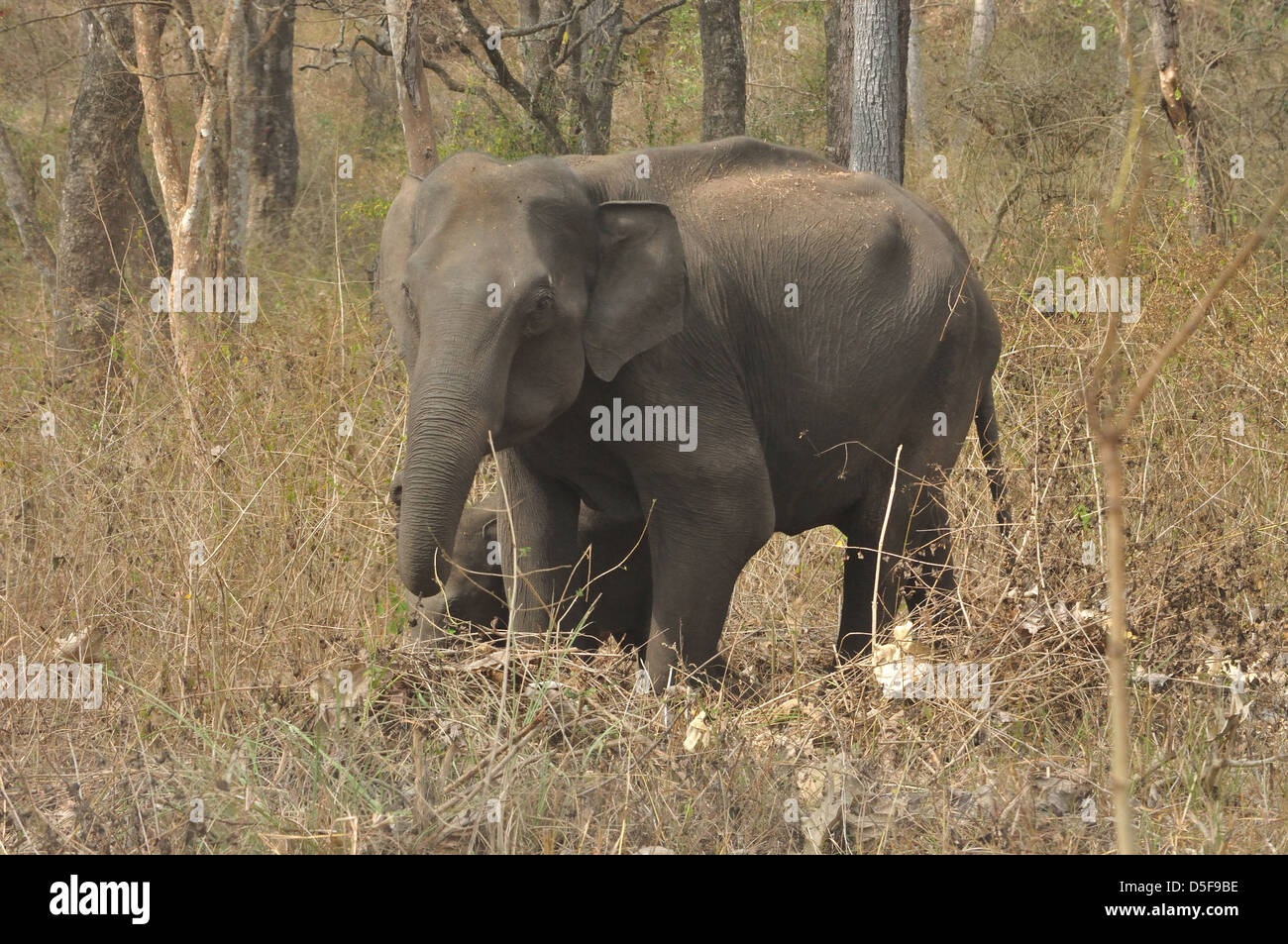 Les éléphants indiens ( Elephas maximus indicus ) Banque D'Images
