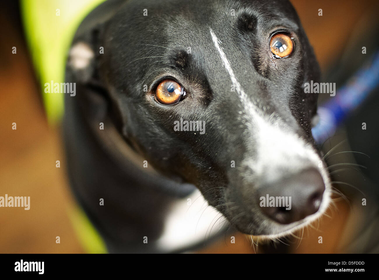 Un Greyhound maintenant utilisé comme animal de thérapie. Banque D'Images