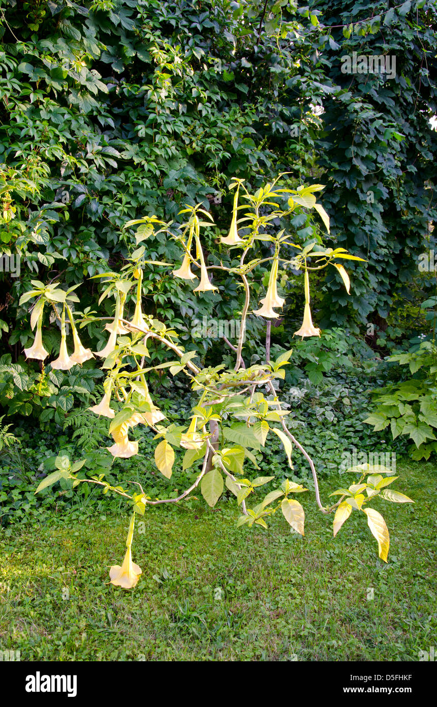 Le datura (ange trompette) fleurs dans jardin d'été Banque D'Images
