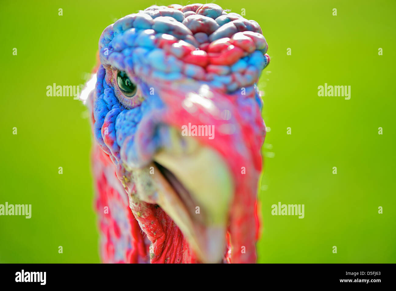 La Turquie close-up head-shot a porté sur l'œil. La Turquie a un bleu lumineux et de coloration rouge, et est définie sur un fond vert. Banque D'Images