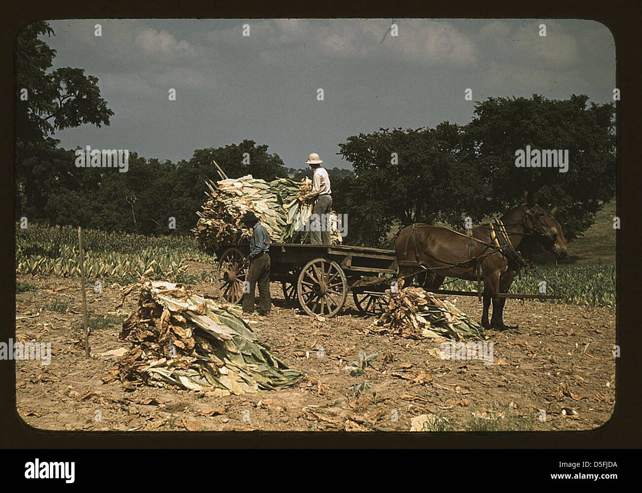 En prenant le tabac Burley dans les champs après qu'il ait été coupé, pour sécher et guérir dans la grange, sur la ferme de Russell Spears, à proximité de Lexington, Ky. (LOC) Banque D'Images