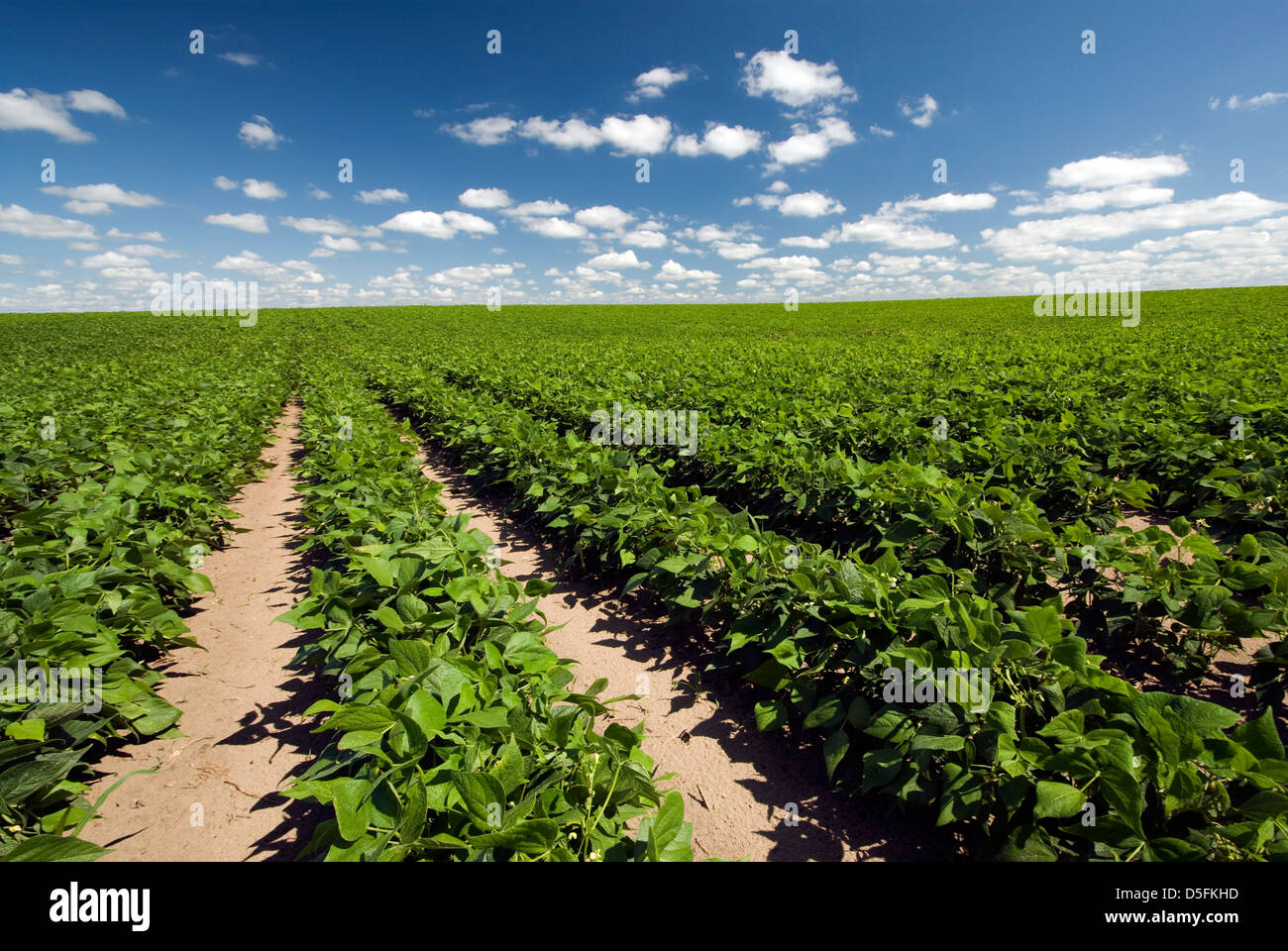 Domaine de haricots sur une journée ensoleillée Banque D'Images