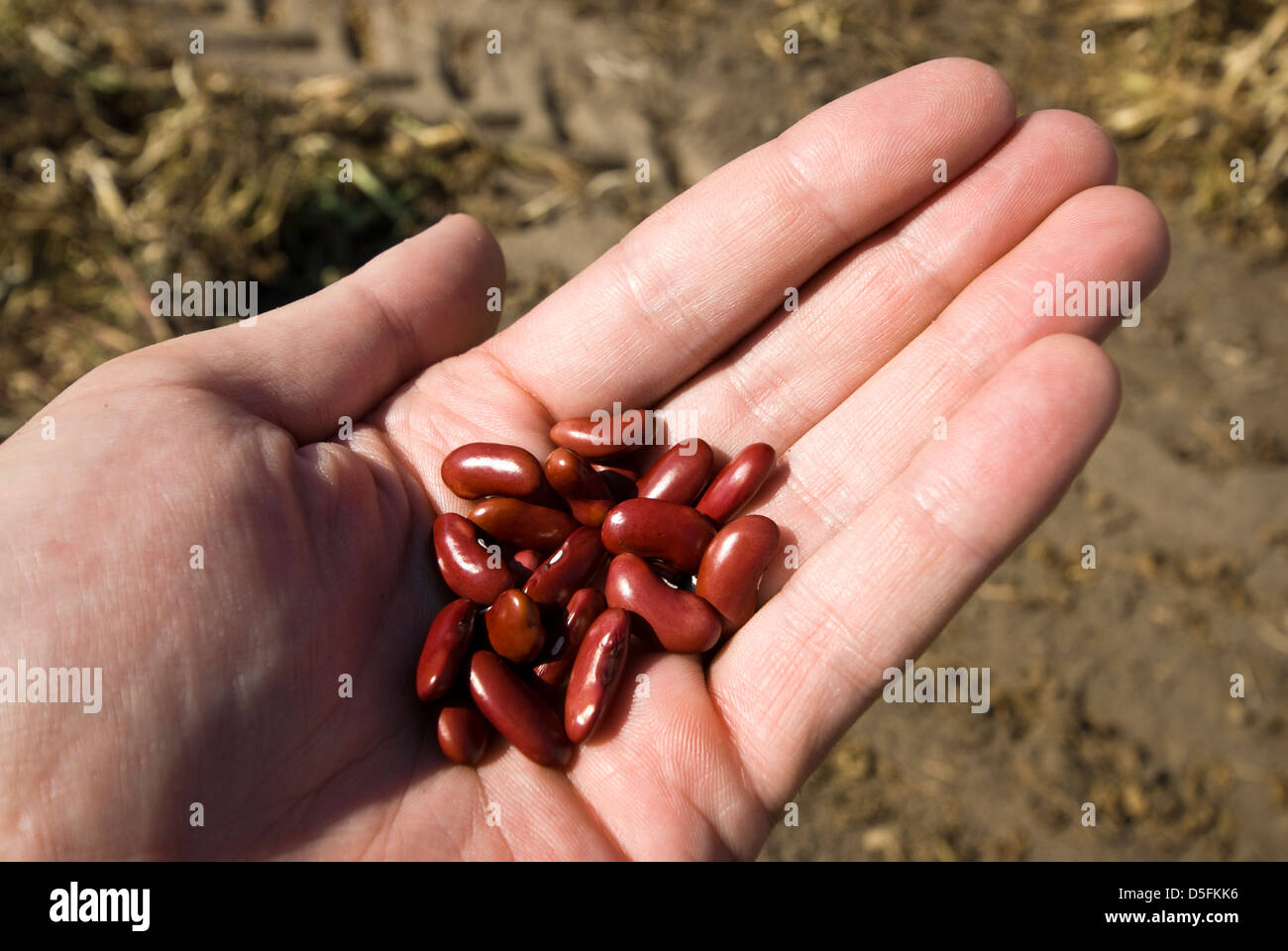 Main tenant les haricots rouges prêt à la récolte. Banque D'Images