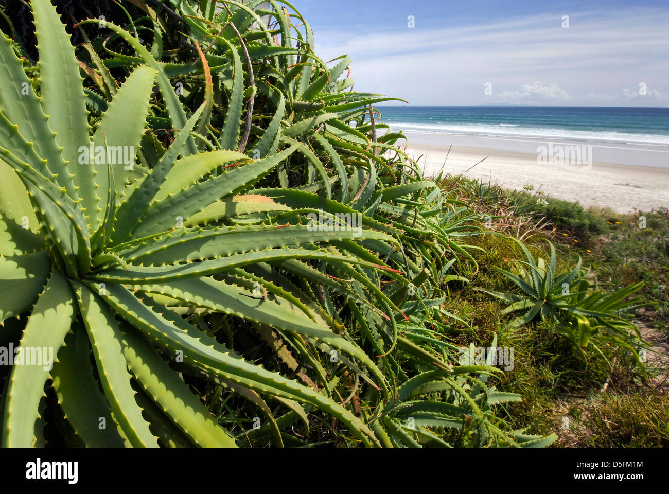 L'usine de Vera d'Aloès sauvage sur la plage, île du Nord, Nouvelle-Zélande Banque D'Images