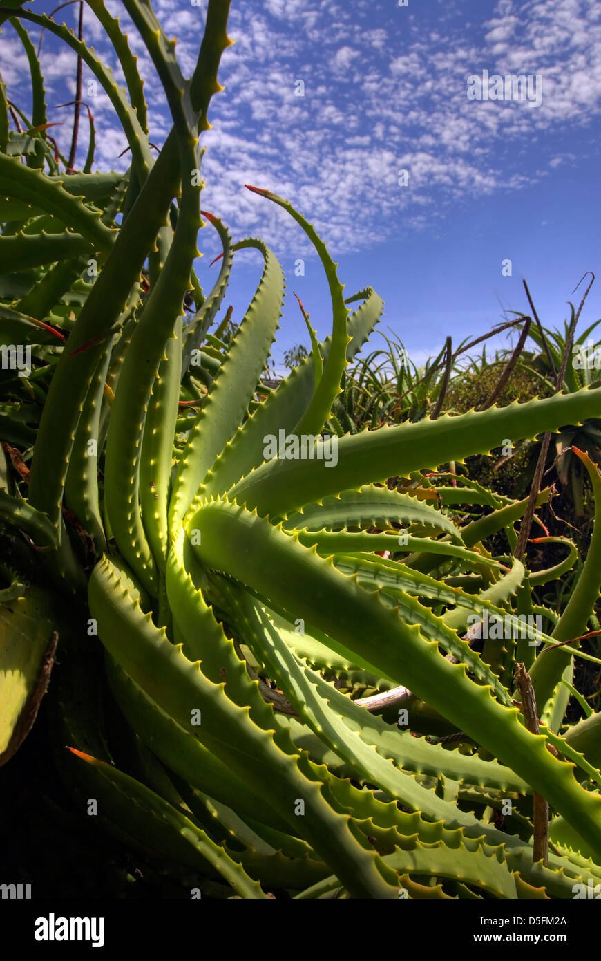 Wild aloe vera Banque de photographies et d'images  haute rsolution -  Alamy