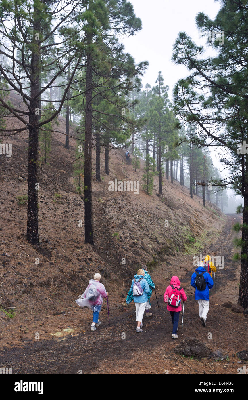 Les marcheurs sous la pluie monter à travers la forêt de pins près de Chinyero à Tenerife, Îles Canaries, Espagne. Banque D'Images