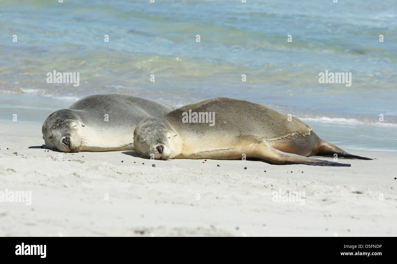 Lion de mer australien (Neophoca cinerea), la photo a été prise sur Seal Bay, Kangaroo Island, Australie du Sud Banque D'Images