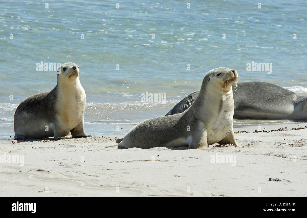 Lion de mer australien (Neophoca cinerea), la photo a été prise sur Seal Bay, Kangaroo Island, Australie du Sud Banque D'Images