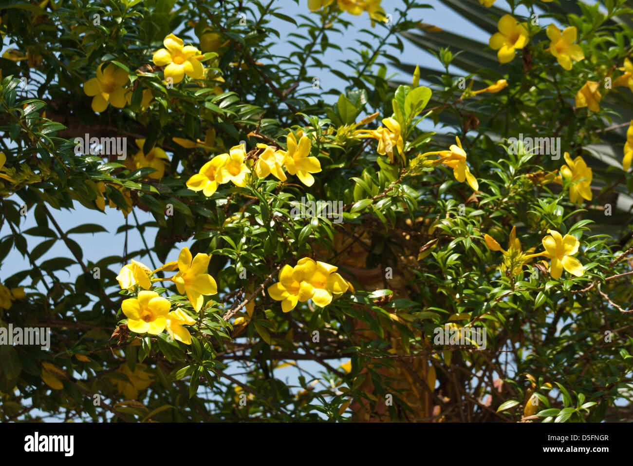 Allamanda cathartica Bell jaune Banque D'Images