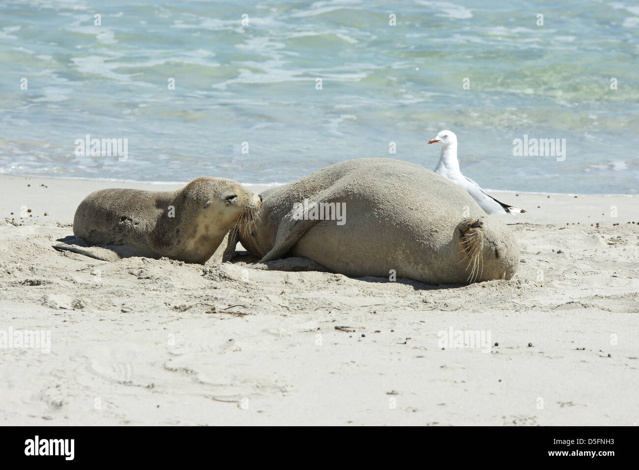 Lion de mer australien (Neophoca cinerea), la photo a été prise sur Seal Bay, Kangaroo Island, Australie du Sud Banque D'Images