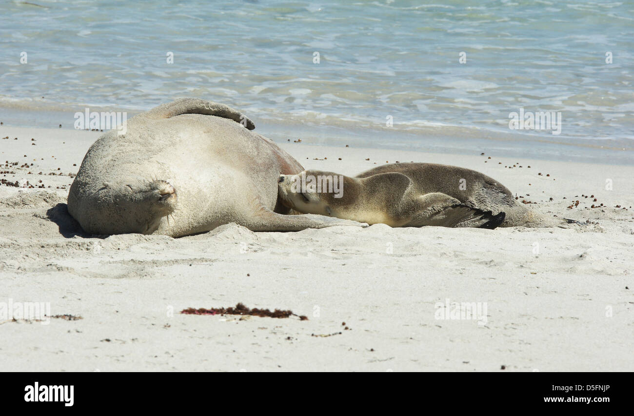 Lion de mer australien (Neophoca cinerea), la photo a été prise sur Seal Bay, Kangaroo Island, Australie du Sud Banque D'Images