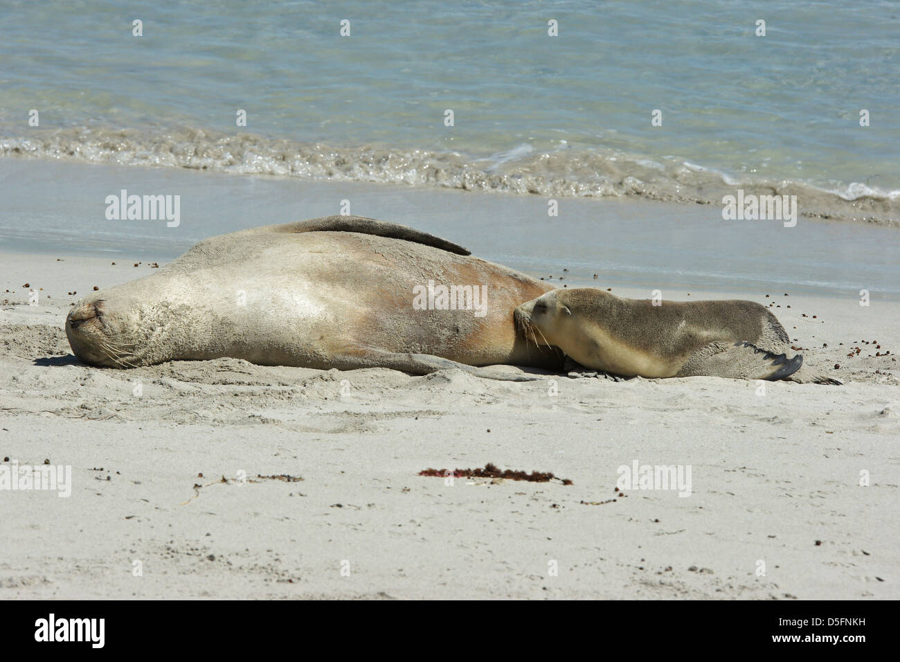 Lion de mer australien (Neophoca cinerea), la photo a été prise sur Seal Bay, Kangaroo Island, Australie du Sud Banque D'Images