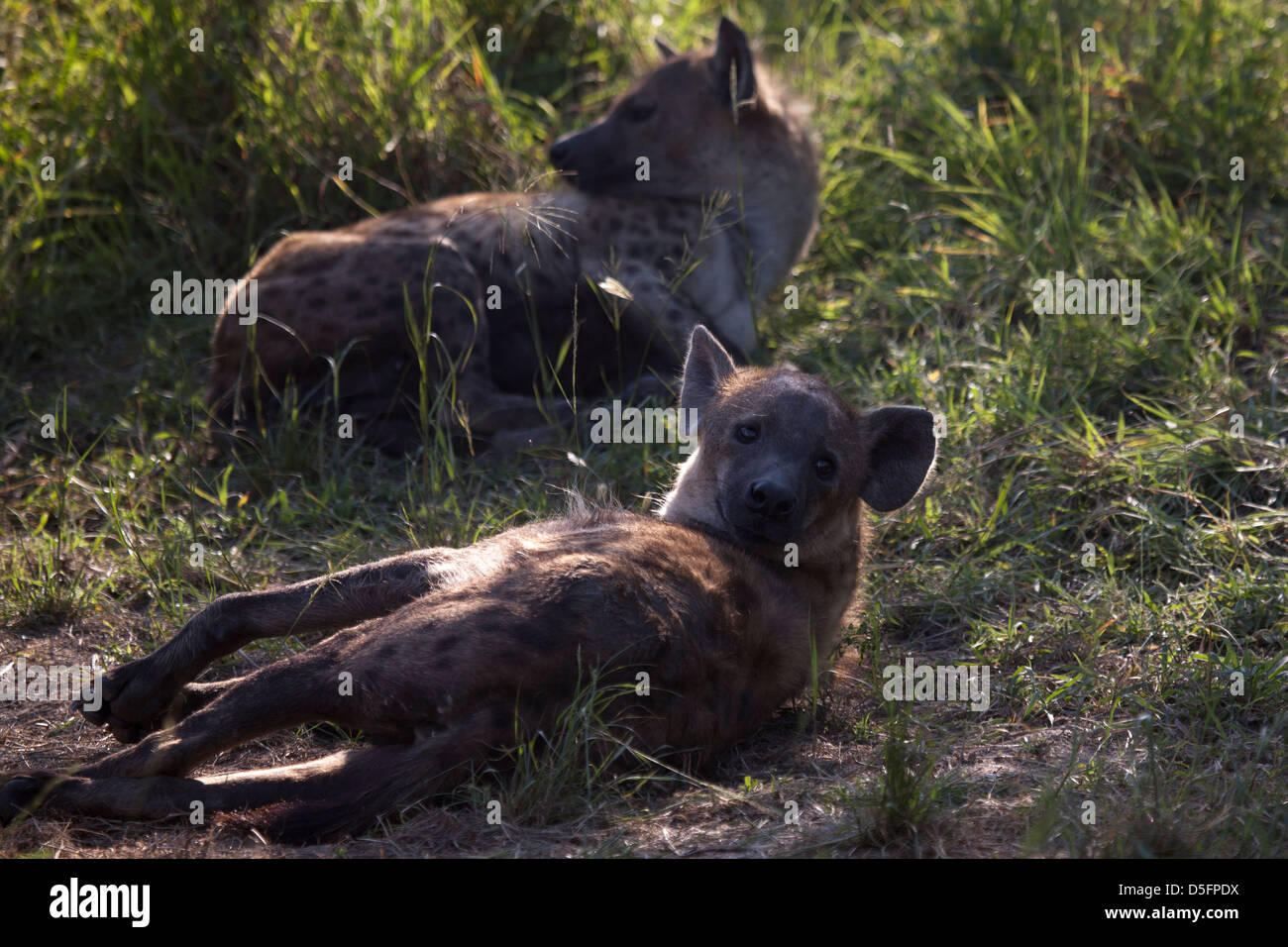 Repos du soir pour des hyènes Banque D'Images