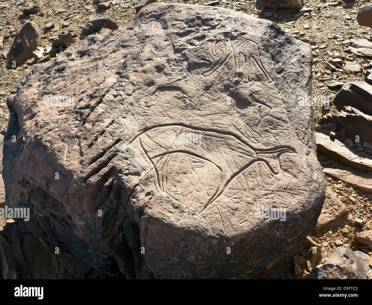 Sculptures rupestres préhistoriques à l'Aman sur Ighribin le Tata à Akka road au Maroc Banque D'Images