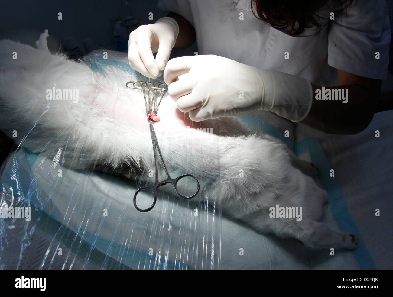 Un vétérinaire pratique un chirurgien de stérilisation sur un chat femelle. Banque D'Images