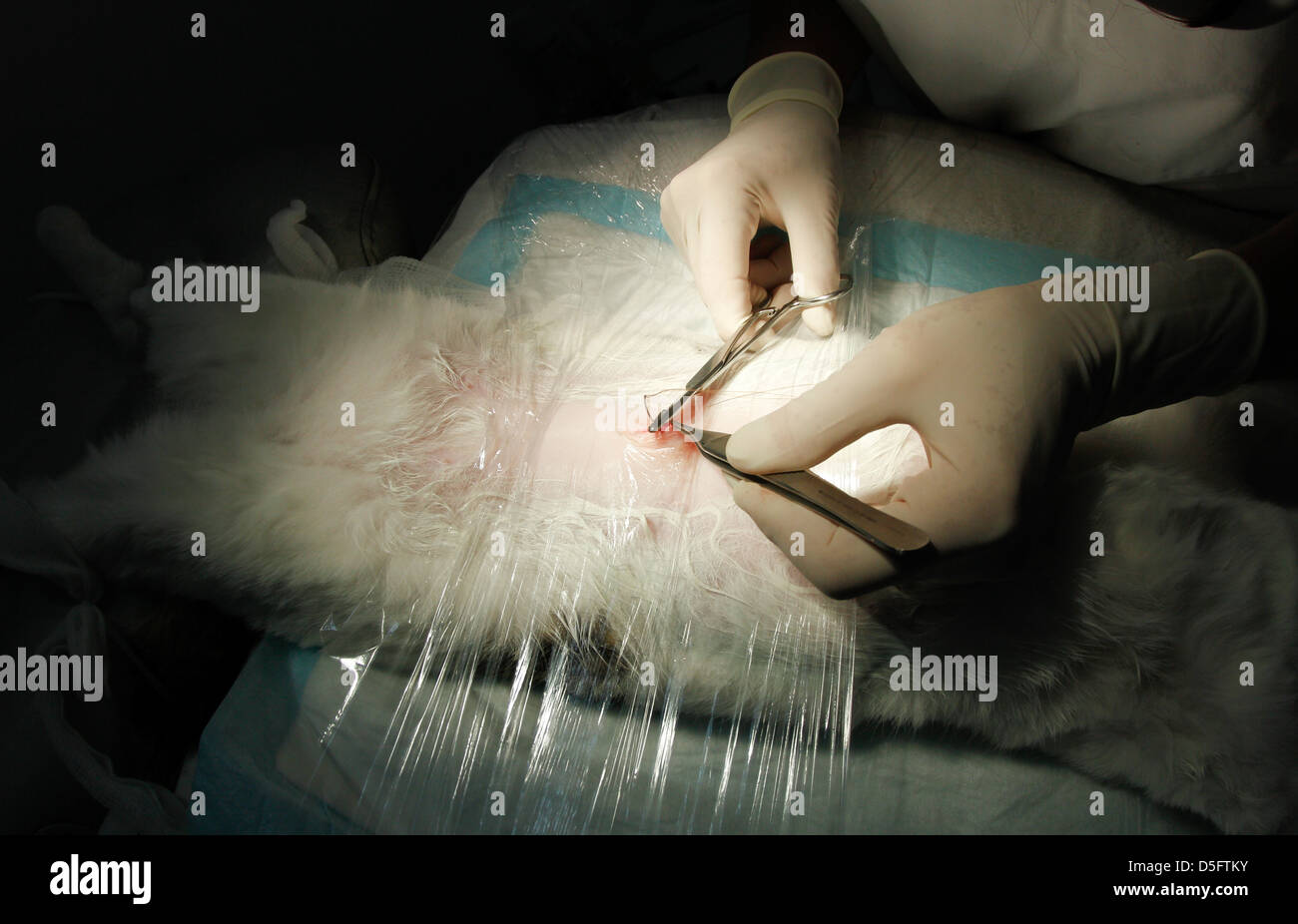 Un vétérinaire pratique un chirurgien de stérilisation sur un chat femelle. Banque D'Images