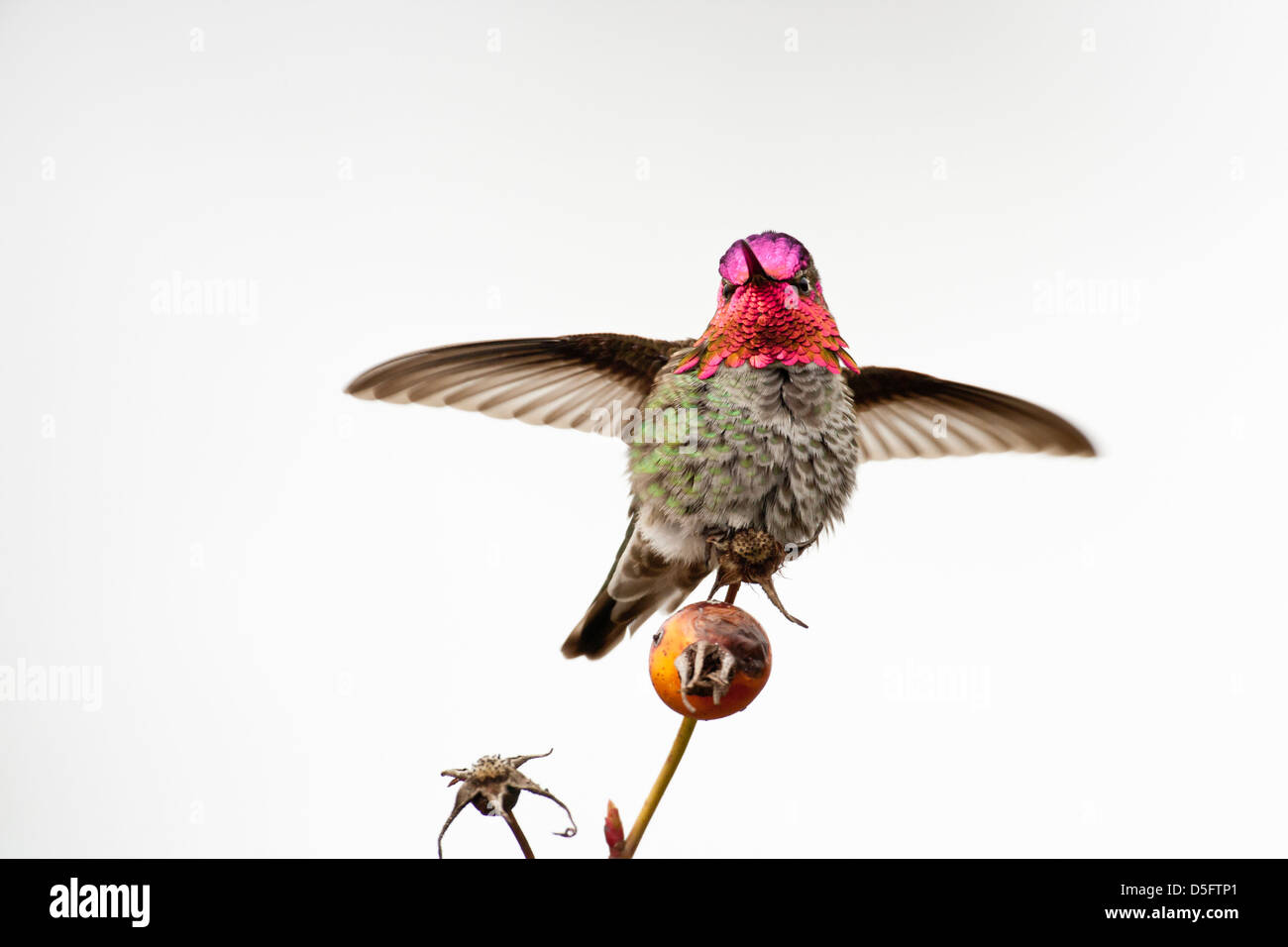Anna's hummingbird mâle perché sur les territoires de bush de rose musquée - Victoria, Colombie-Britannique, Canada. Banque D'Images