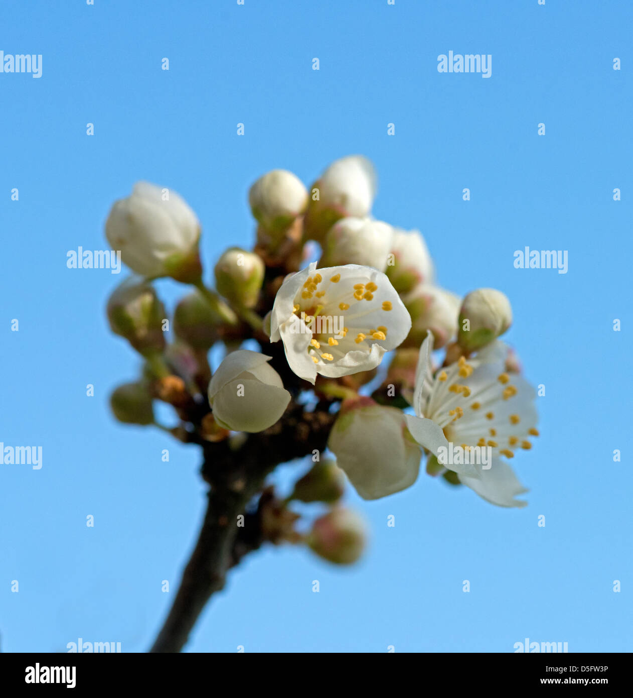 Apple Blossom, Malus domestica. UK Banque D'Images