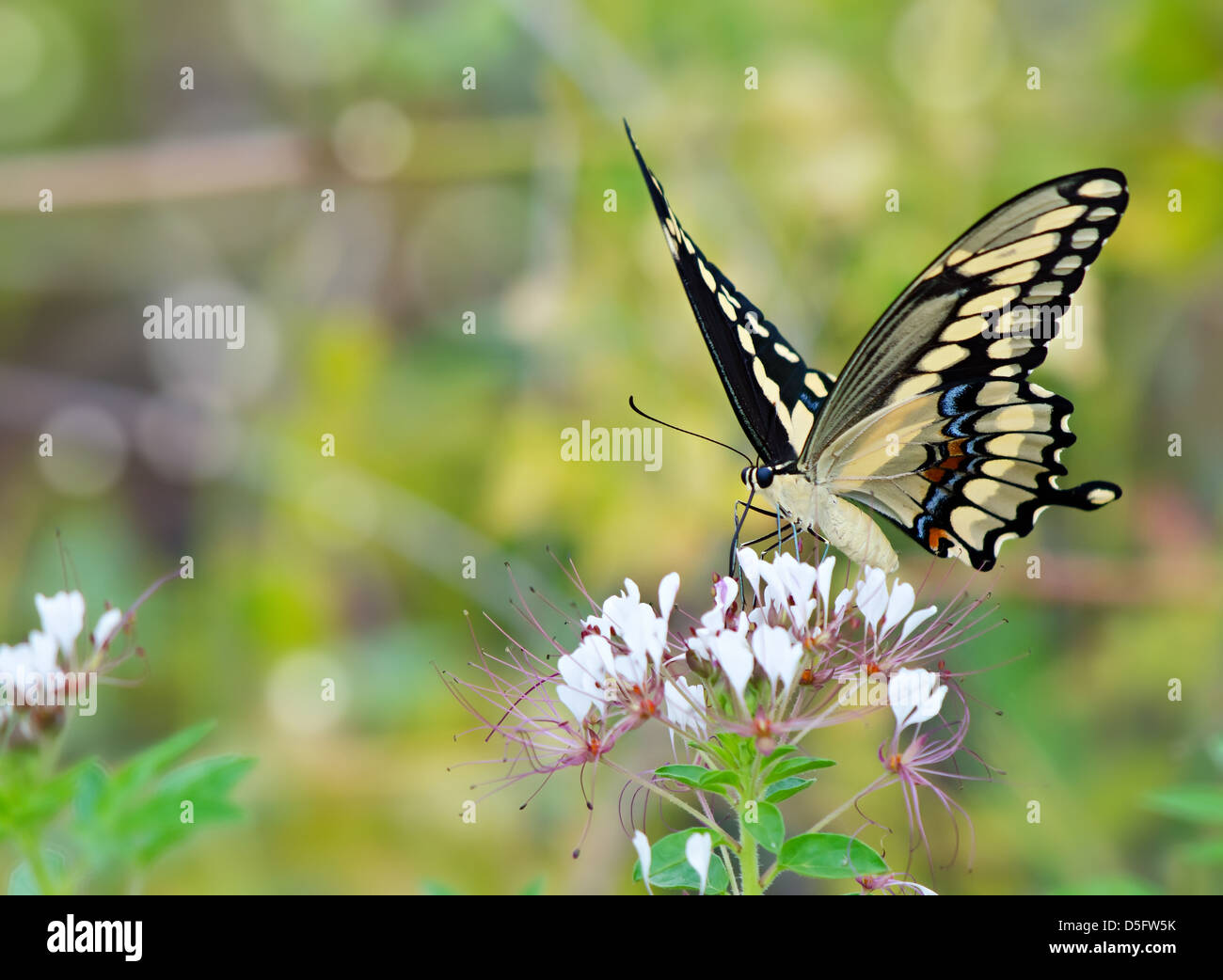 Grand porte-queue (Papilio cresphontes papillon) se nourrissant de fleurs sauvages Banque D'Images