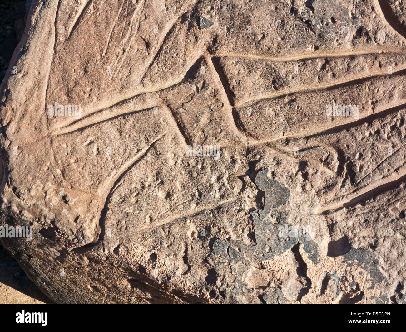 Sculptures rupestres préhistoriques à l'Aman sur Ighribin le Tata à Akka road au Maroc Banque D'Images