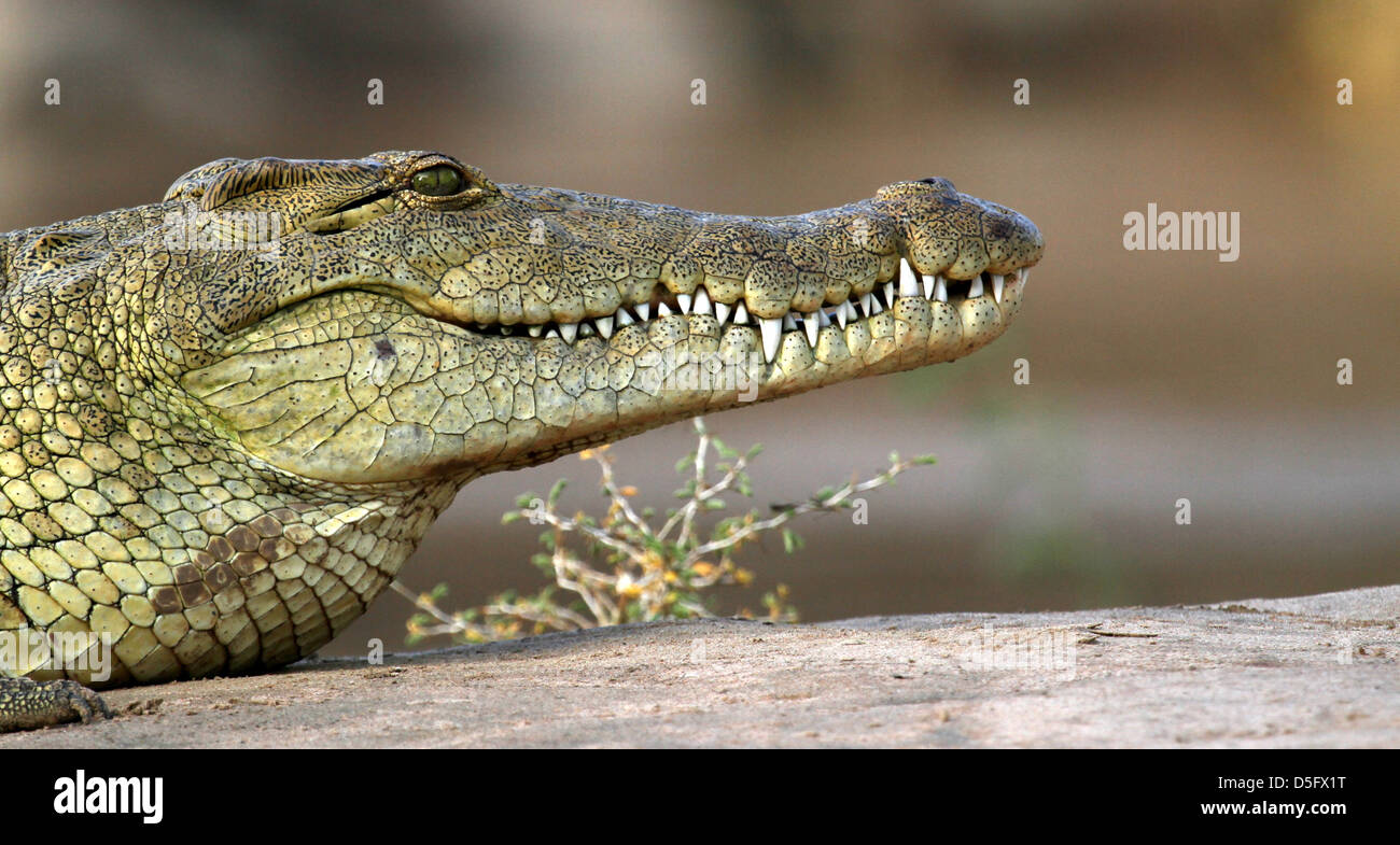 Croc sur la rivière Kunene Banque D'Images