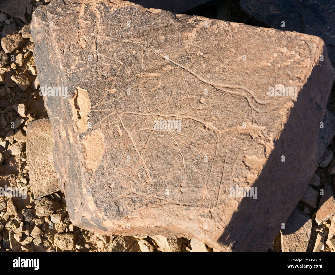 Sculptures rupestres préhistoriques à l'Aman sur Ighribin le Tata à Akka road au Maroc Banque D'Images