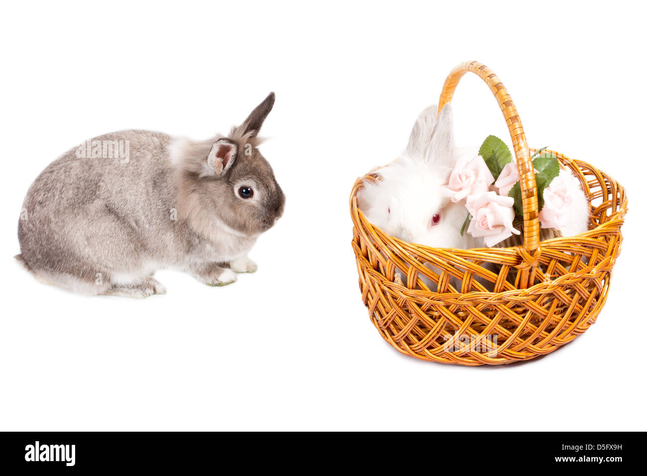 Le portrait de deux mignons petits lapins de Pâques isolé sur un fond blanc avec un petit lapin blanc assis dans un panier en osier décoré avec des roses aux côtés d'un deuxième lapin gris assis sur le côté. Banque D'Images