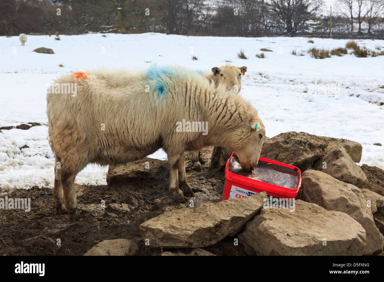 Moutons gallois léchant un minéral en bloc à lécher avec de la neige au sol à la fin de l'hiver sur une colline ferme. Capel Curig, au nord du Pays de Galles, Royaume-Uni, Angleterre Banque D'Images