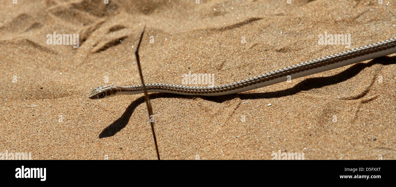 Serpent de sable Banque D'Images