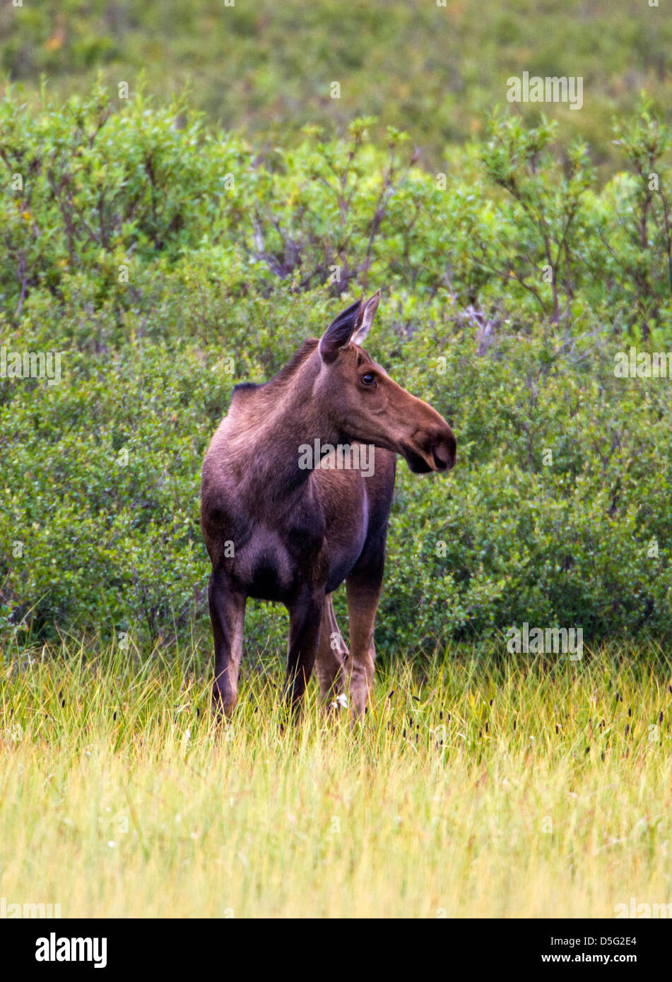 Wild l'Orignal (Alces alces) près de Moose Creek, Denali National Park, Alaska, USA Banque D'Images