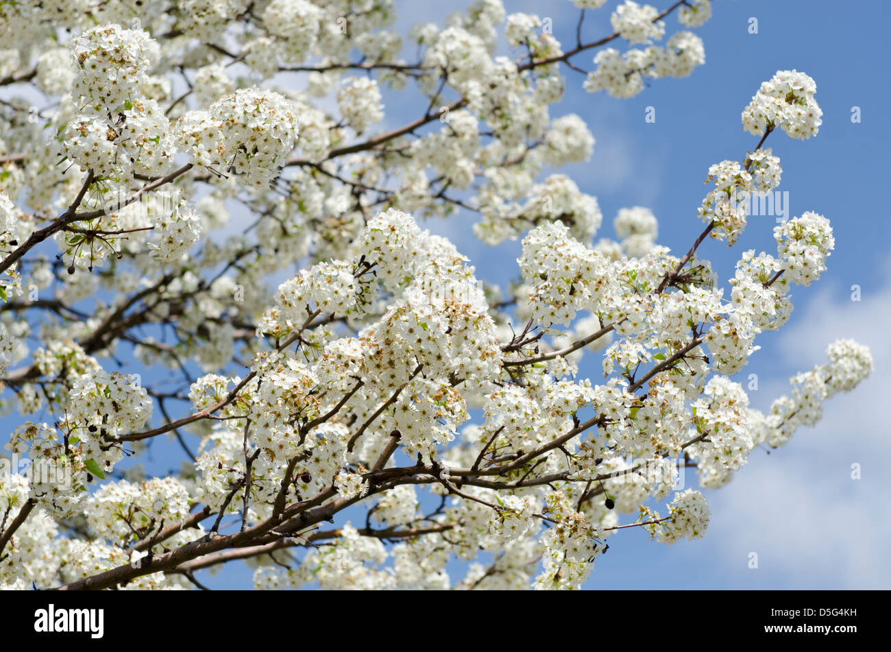 Bradford Pear Tree ou Callery Pear, Pyrus calleryana, qui fleurit à la fin du mois de mars dans l'Oklahoma, aux États-Unis Banque D'Images