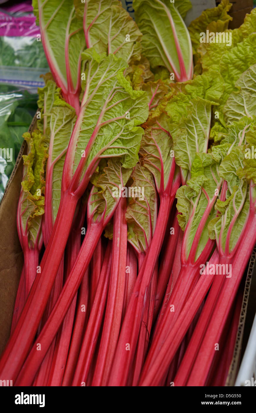 Rhubarbe Banque D'Images