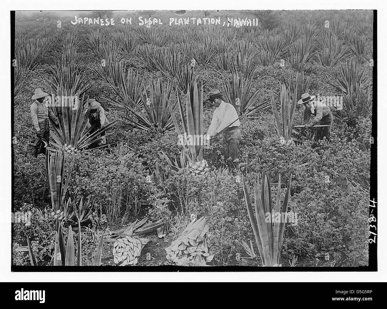 Ouvriers japonais sur une plantation de sisal à Hawaï, engagés dans des travaux agricoles de champ. L’image souligne le rôle des immigrants japonais dans l’industrie agricole d’Hawaï, en particulier dans la culture du sisal. Banque D'Images