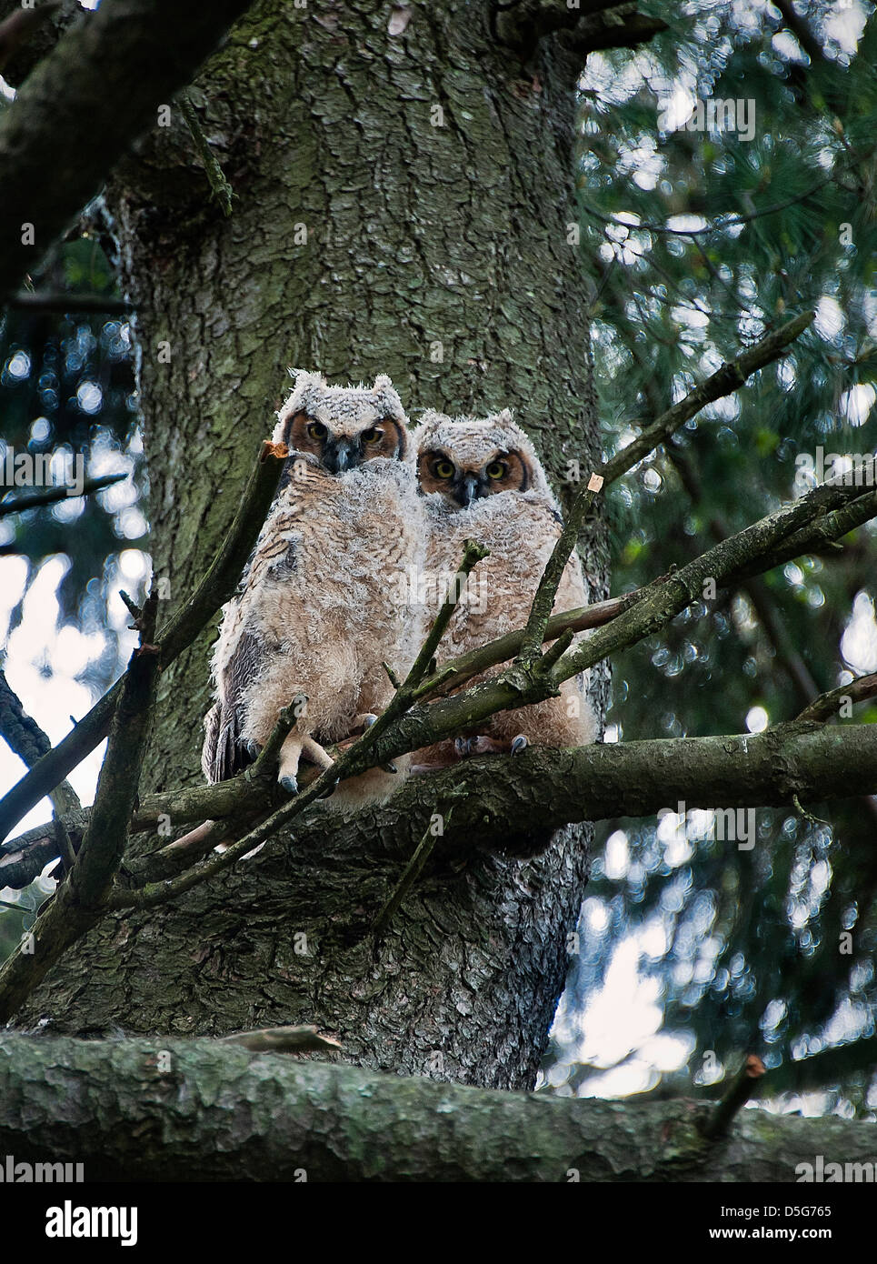 Les jeunes Grands-ducs à env. six semaines, New Jersey, USA Banque D'Images