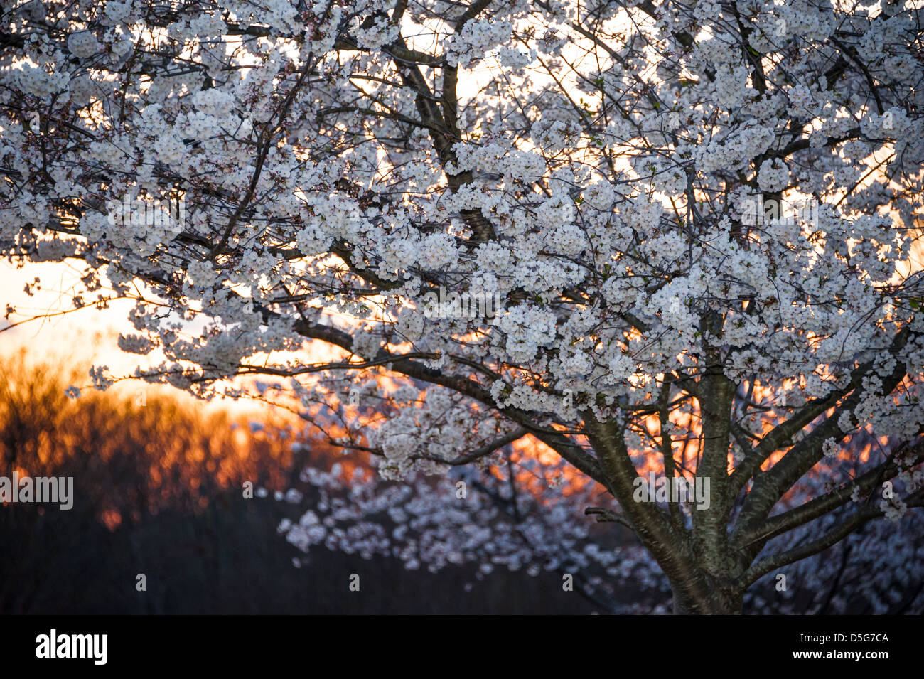 White Spring fleurit en plein affichage contre les teintes ardentes d'une ligne d'arbre de couleur de coucher de soleil. (ÉTATS-UNIS) Banque D'Images White Spring fleurit en plein affichage contre les teintes ardentes d'une ligne d'arbre de couleur de coucher de soleil. (ÉTATS-UNIS) Banque D'Images