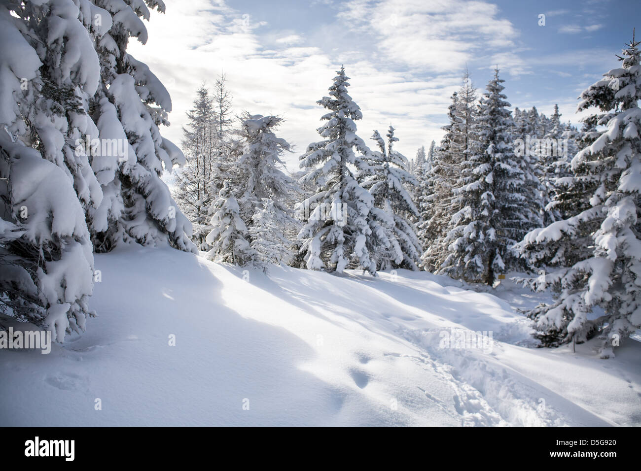 Forêt d'hiver dans les Alpes près de Kufstein en Autriche, en Europe. Banque D'Images