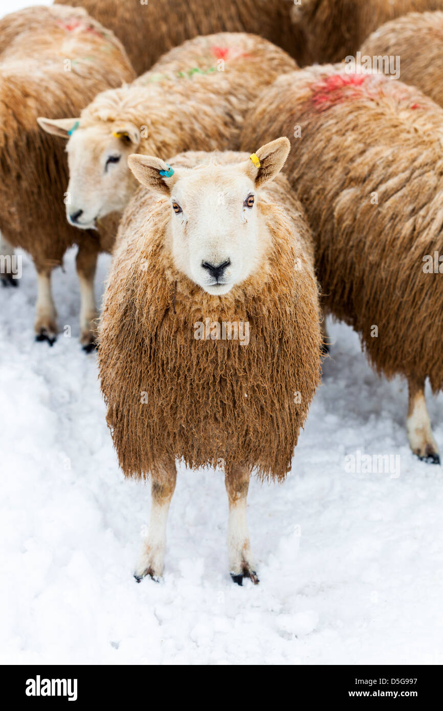 Un troupeau de moutons dans un champ couvert de neige Banque D'Images