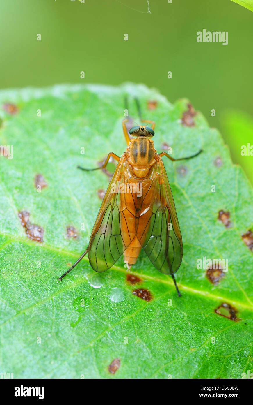 Big brown fly sur fond vert feuille Banque D'Images