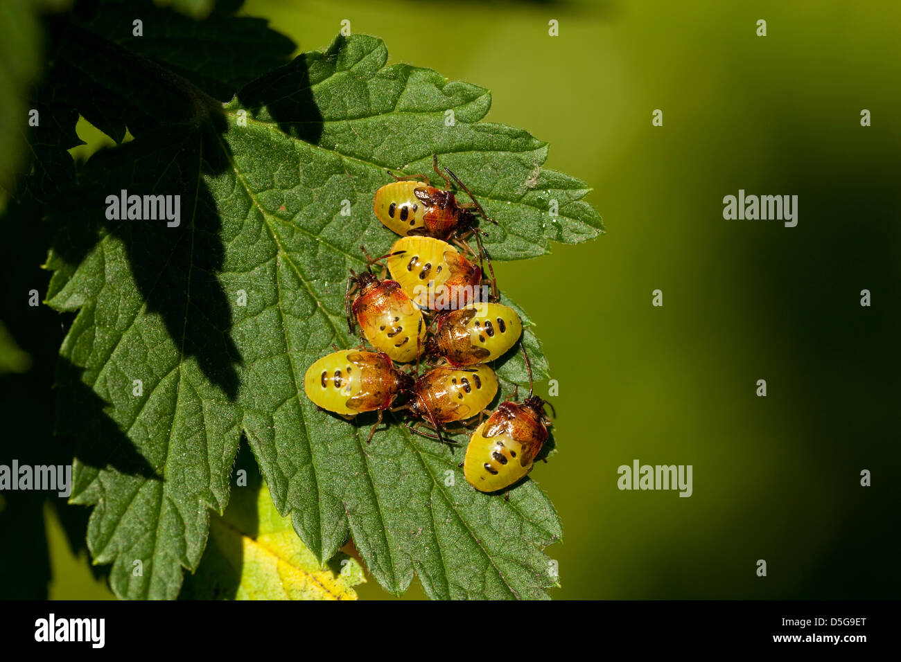 Punaises(Elasmucha ferrugata larve)sur bush groseillier Banque D'Images