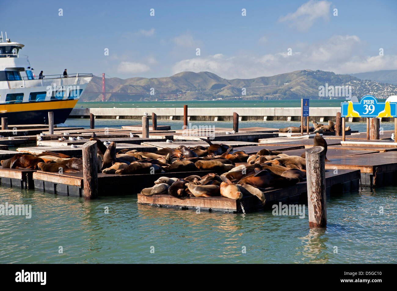 Les lions de mer au Pier 39 de Fisherman's Wharf à San Francisco, Californie, États-Unis d'Amérique, USA Banque D'Images