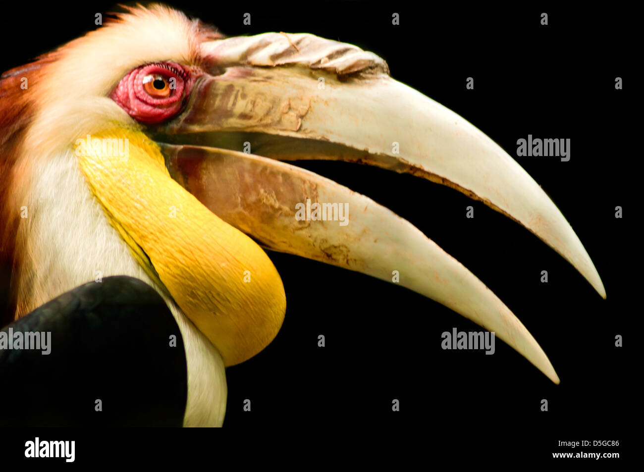 Gros plan d'un calao papou aux yeux rouges dans un birdpark prises au cours de la lumière du jour. Banque D'Images