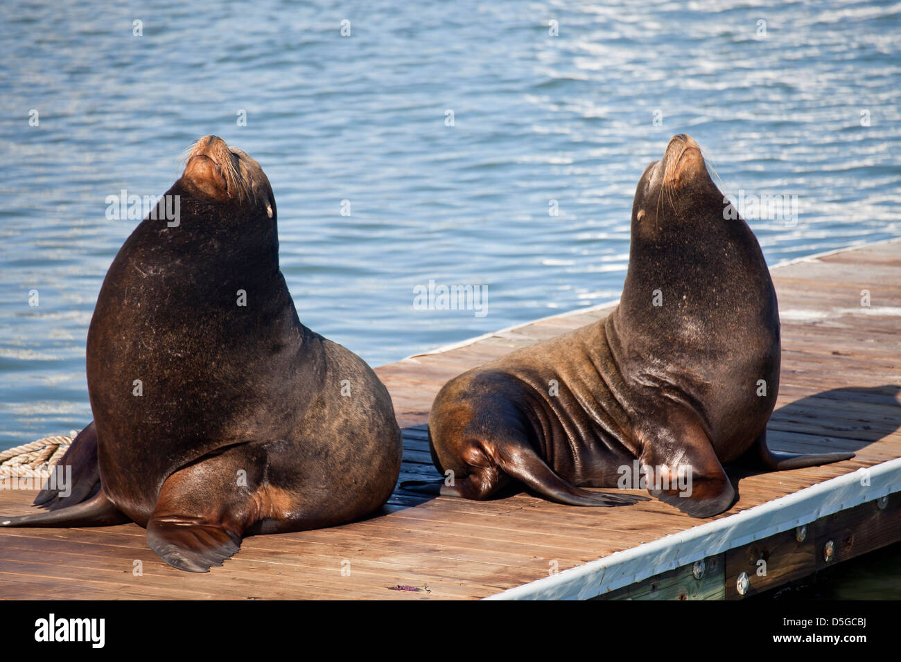Les lions de mer au Pier 39 de Fisherman's Wharf à San Francisco, Californie, États-Unis d'Amérique, USA Banque D'Images