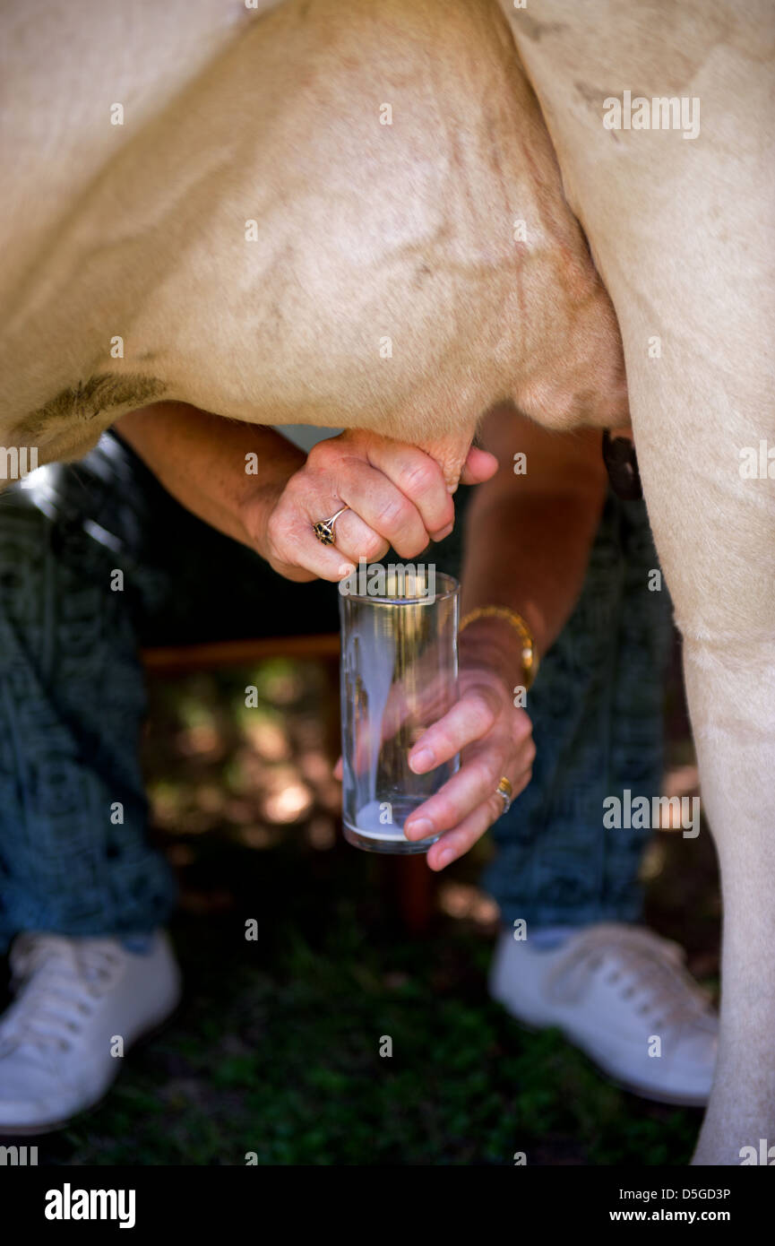 Un Gaucho traire une vache à la main sur une estancia en Uruguay Banque D'Images