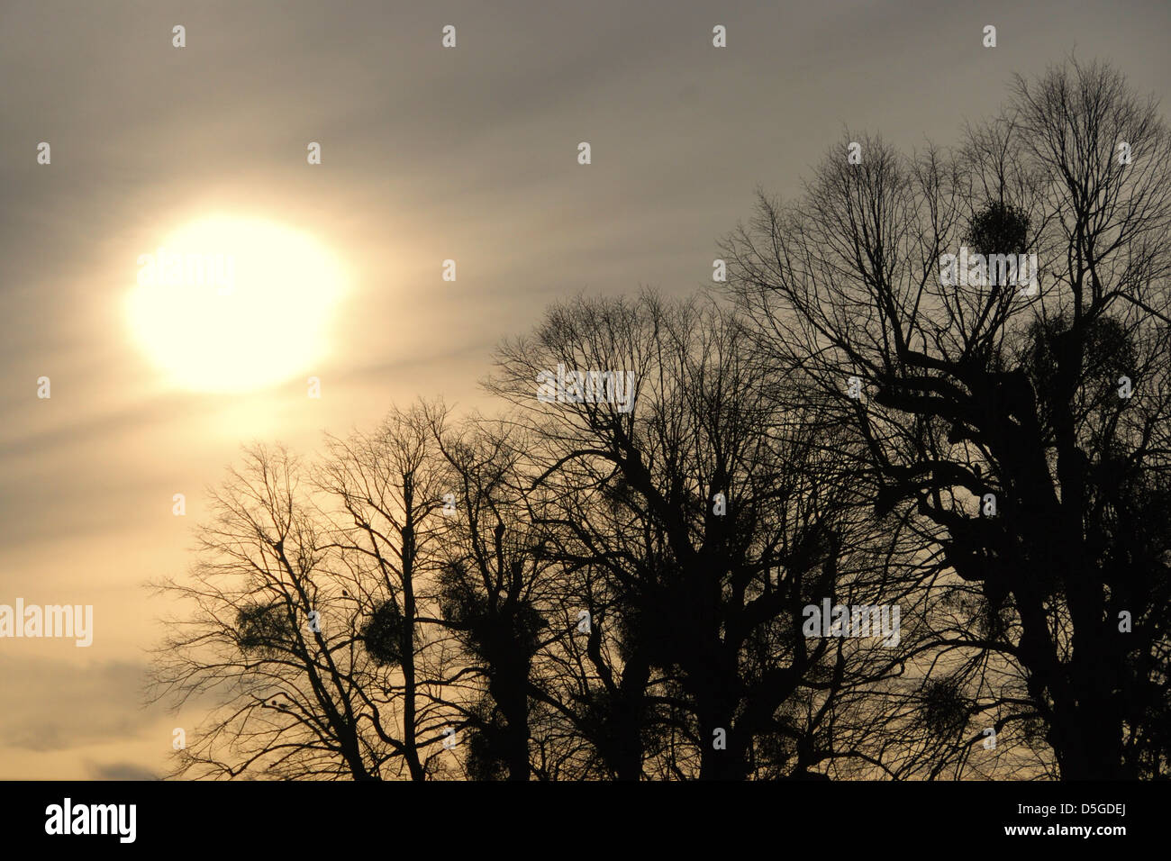 Arbres couverts de gui silhoeutted avant le soleil d'hiver Banque D'Images