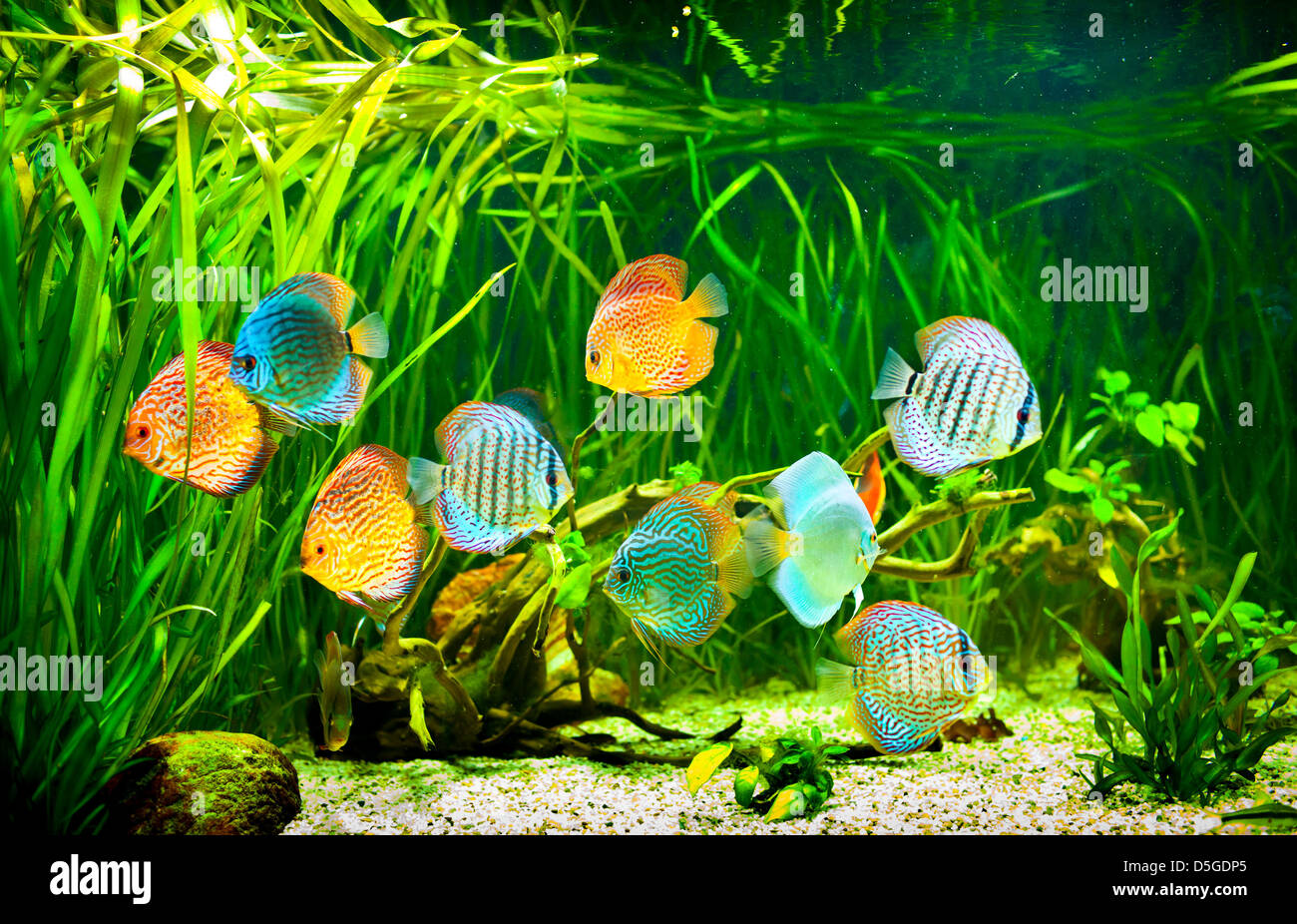 Symphysodon discus dans un aquarium sur un fond vert Banque D'Images