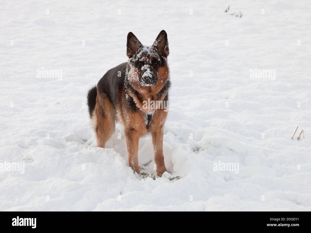 Berger allemand chien jouant dans la neige Banque D'Images