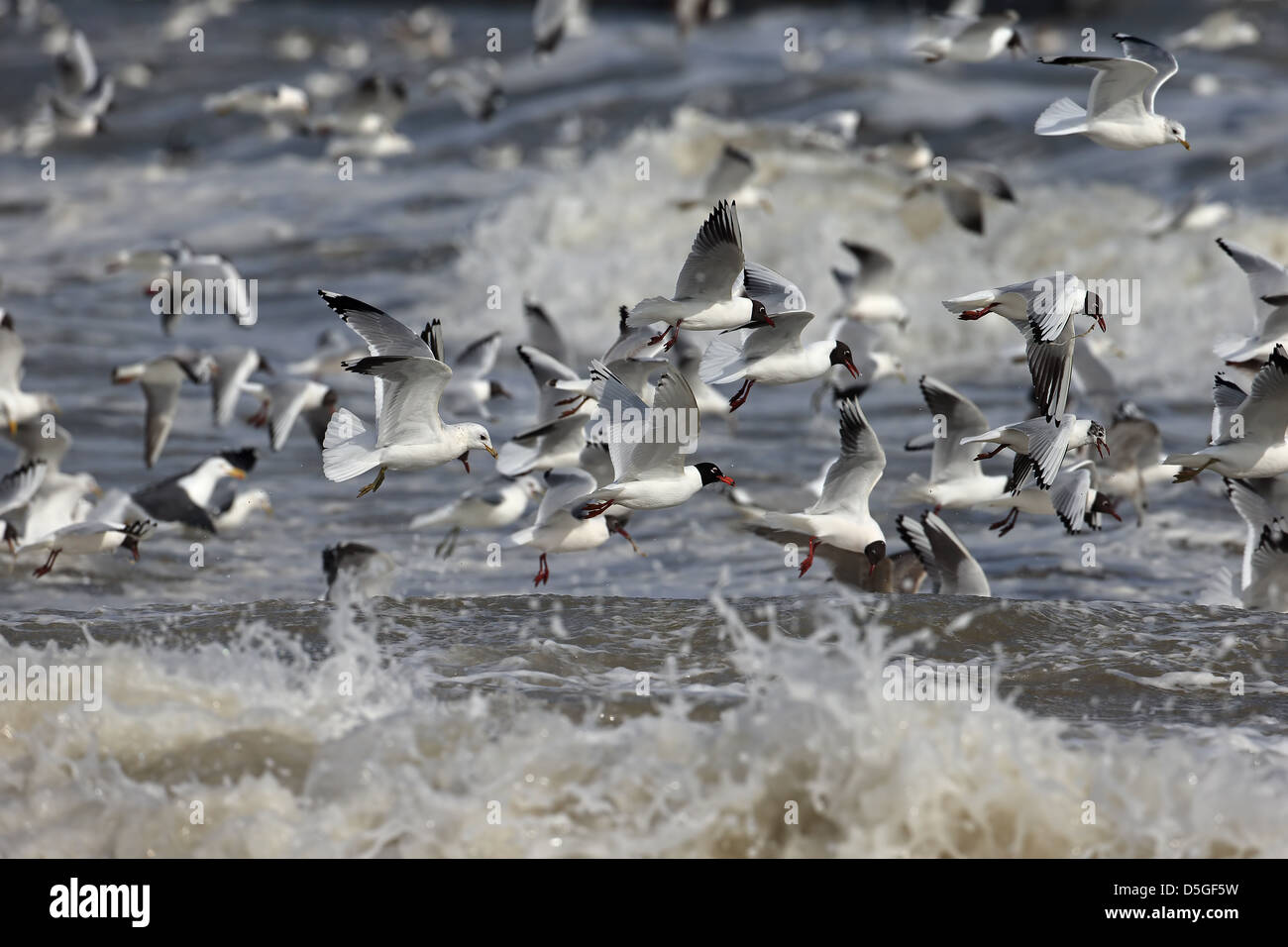 Les goélands dans Feeding Frenzy Banque D'Images