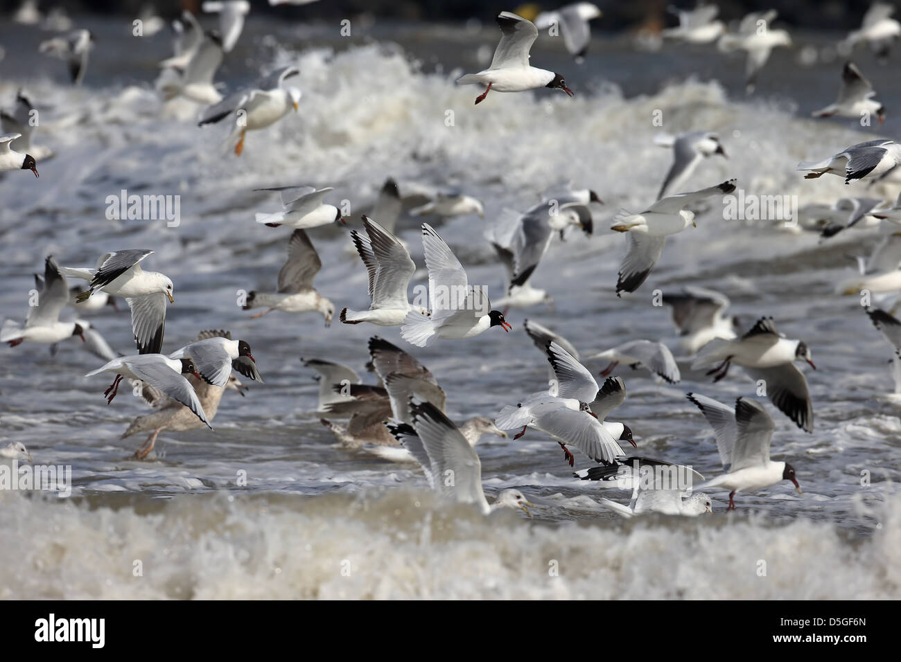 Les goélands dans Feeding Frenzy Banque D'Images
