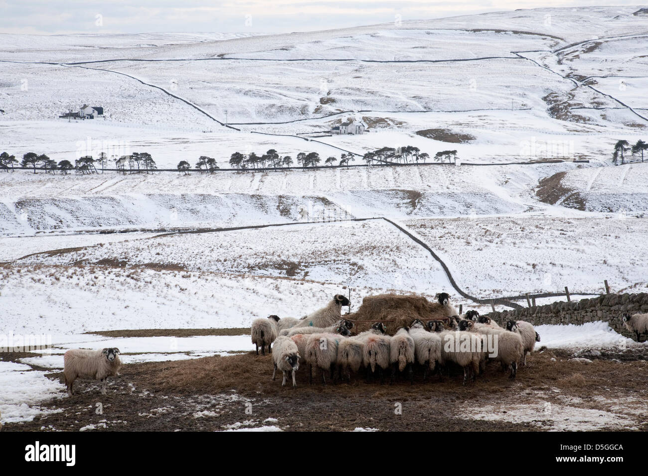 Teesdale, comté de Durham, Royaume-Uni. Le 31 mars 2013. La couverture de neige reste dans Teesdale, County Durham, England, UK où les éleveurs de moutons continuent d'alimenter le stock de foin. Les basses températures ont maintenu les conditions de neige dans les hautes terres de l'UK. Sagar-Musgrave Crédit : Rupert / Alamy Live News Banque D'Images