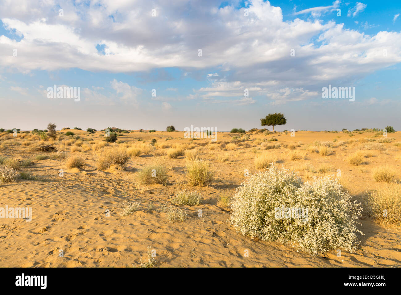 Un rhejri (Prosopis cineraria) arbre dans le désert de Thar (grand désert indien) sous ciel nuageux ciel bleu Banque D'Images